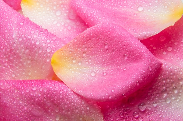 Background macro water droplets on the petals of pink roses