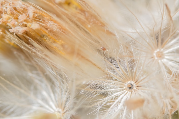 Background macro wildflower