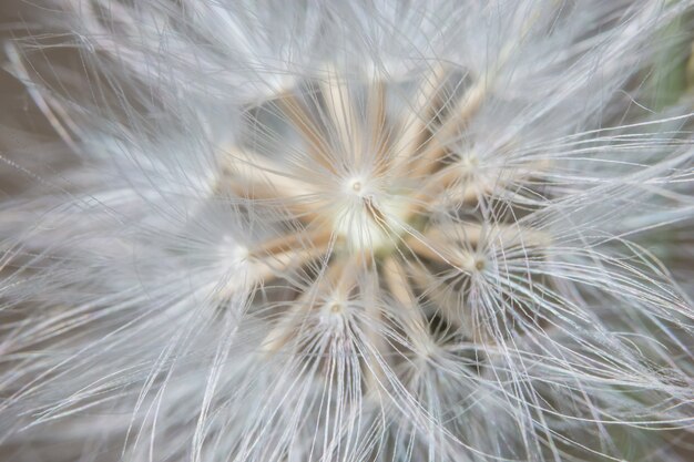 Background macro wildflower