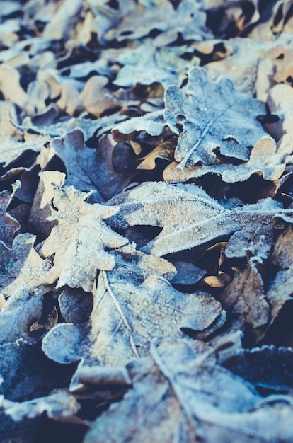 Background made of fallen and frozen of oak leaves in frost