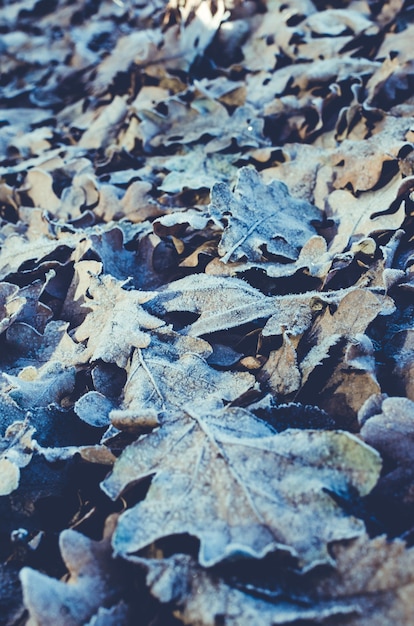 Background made of fallen and frozen of oak leaves in frost