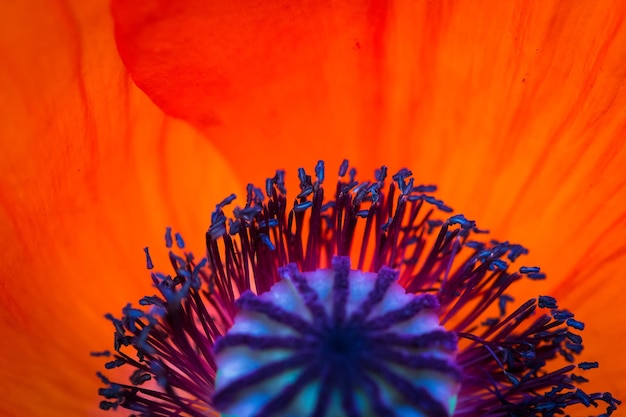 Background made of red poppy flower close up