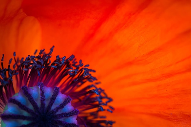 Background made of red poppy flower close up