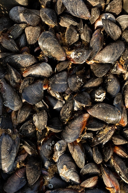 Background of mussel shells in closeup