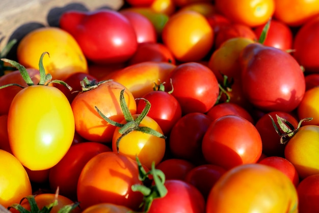 Background natural farm tomato red and yellow color