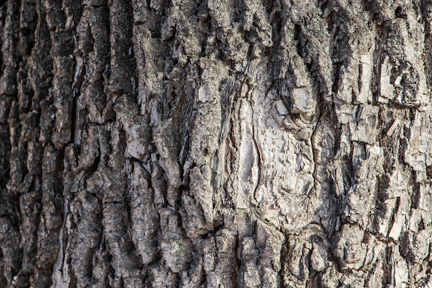 Background of natural tree bark