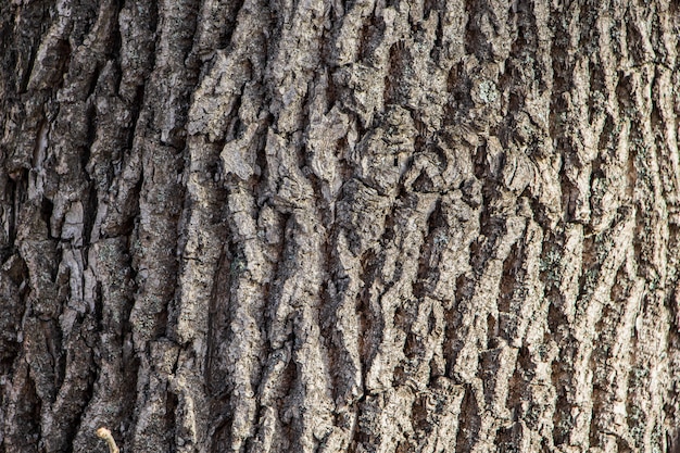 Background of natural tree bark