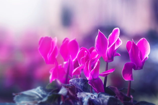 Background nature Flower. Garden flowers. pink Flowers