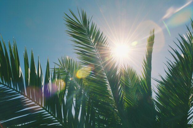 Background of nature green palm leaf on tropical beach with sun light against blue sky