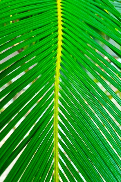 The background of nature Tropical green leaf of the plant texture