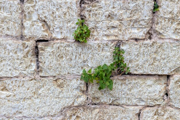 The background old beige stony wall with plants