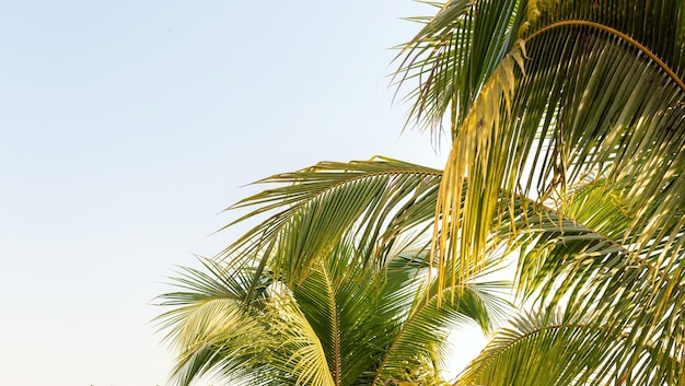 Background of Palm trees against the blue sky Palm trees and coconut trees summer concept