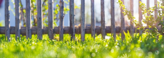 Background panorama of natural landscape of green grass blades close up Beautiful natural countryside landscape with strong blurry background