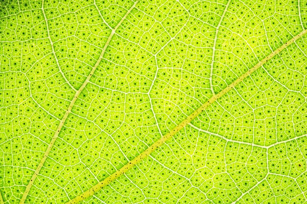 Photo background pattern of leaf