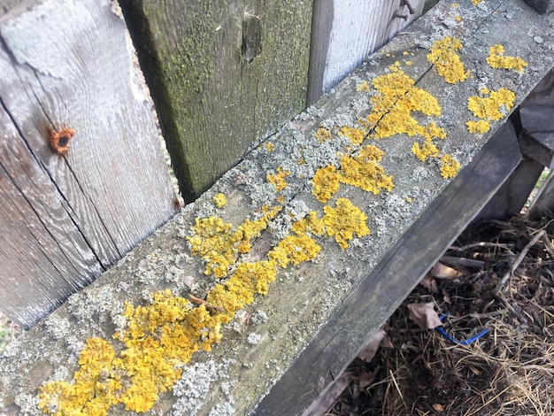 Background pattern yellow mold on wood