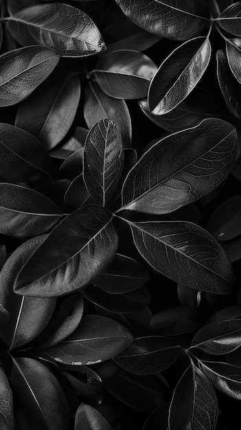 Photo background for phone wallpapers in black tones