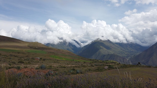 Background photographs of the Peruvian jungle trees and nature