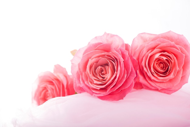 Background pink roses on the soft silk