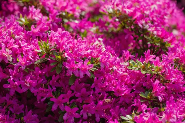 Background of purple azalea flowers