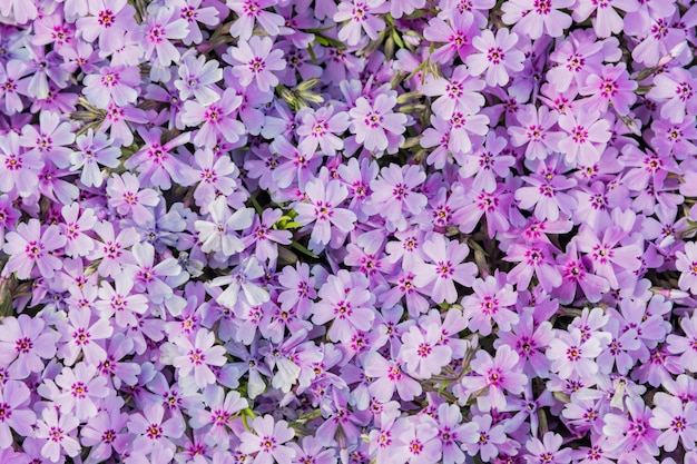 Background of purple flowers top view