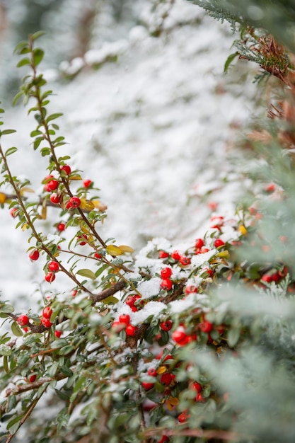 Photo background of red berries in snow