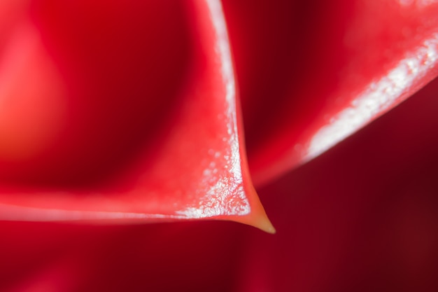 Background red flower macro