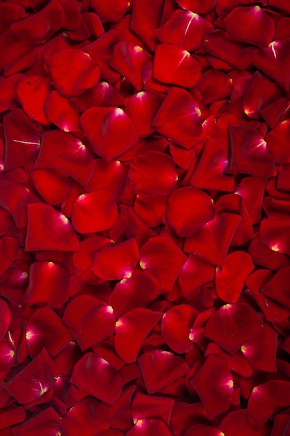 Background of red rose petals