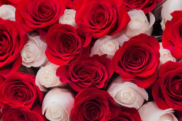 Background of red and white roses