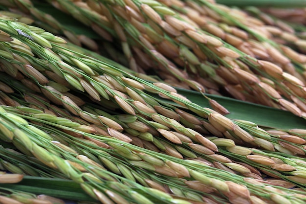 Background of ripe and green paddy seeds