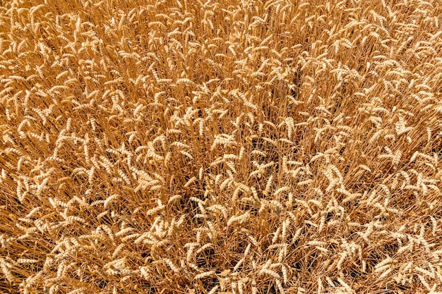 Background of the ripe yellow wheat Agricultural concept