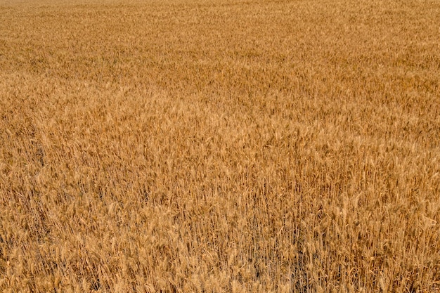 Background of the ripe yellow wheat Agricultural concept