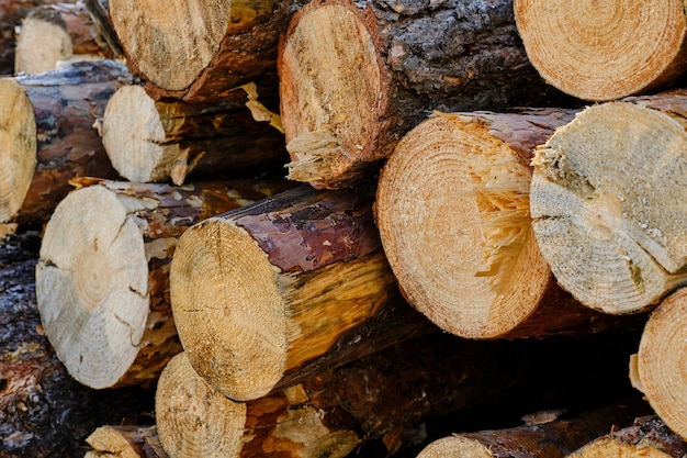 Background sawn pine treestimber harvesting