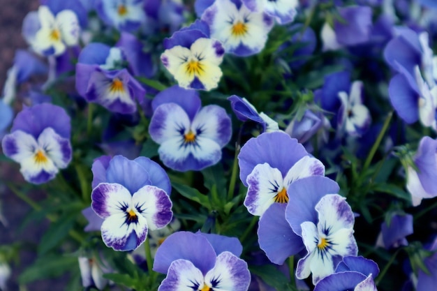 Background of soft blue shades of viola flowers blooming on a summer morning in the garden