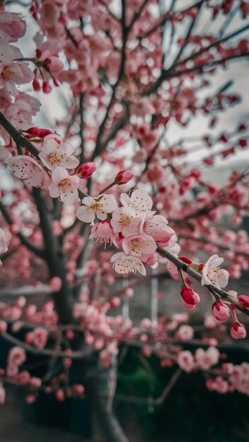 background of spring blossoms tree selective focus