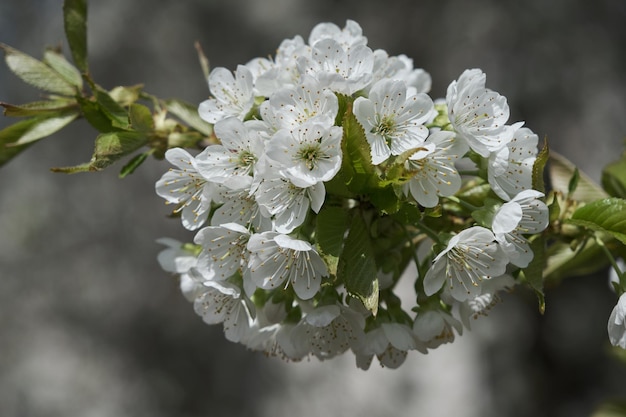 Background of spring cherry blossoms tree selective focus