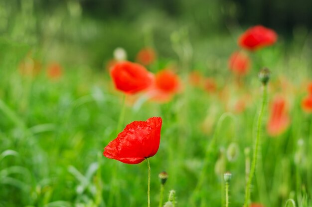 Background of a summer field of red blooming poppies close up on a windy day. Top view of red poppy.