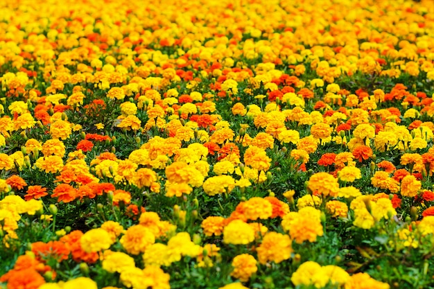 Background of summer flowers, meadow of vivid marigold flowers