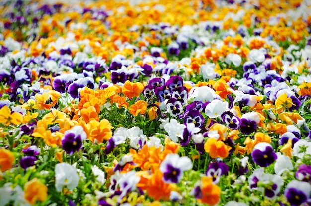 Background of summer flowers meadow of vivid pansies violas selective focus shallow depth of field