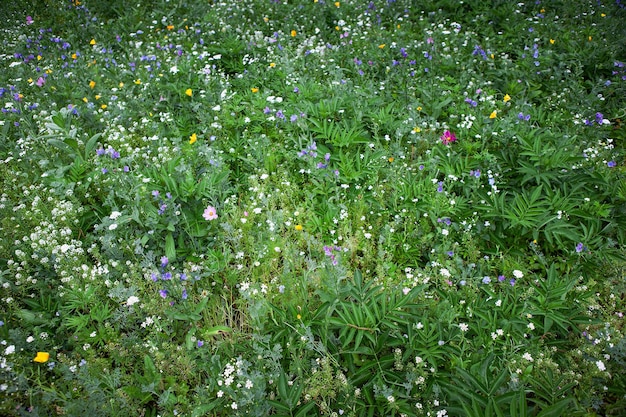 Background of summer vegetation in the countryside