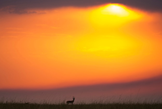 The background of sunset in the savannah