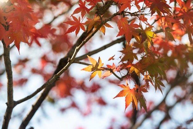 Background texture of autumn leaf (Momiji) in Japan.