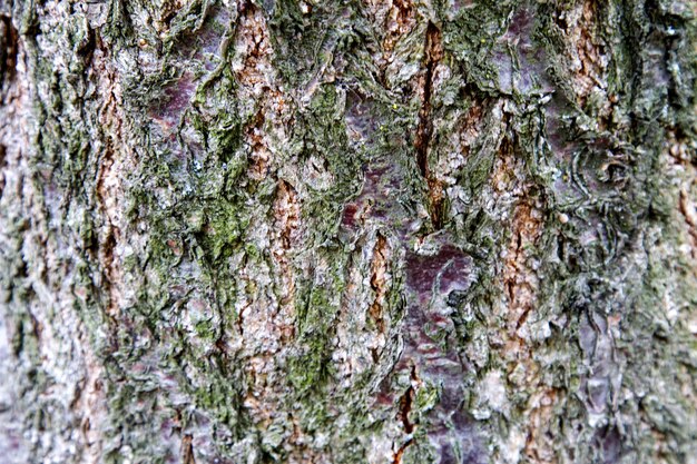 Background texture of the bark of fruit tree Apricot