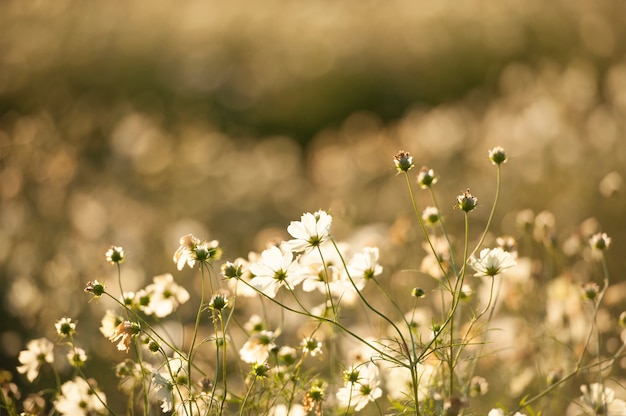 Background texture of beautiful white cosmos field with the warm sunlight in Japan.