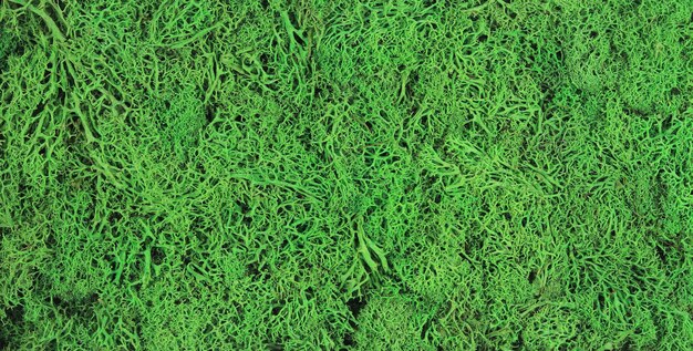 background and texture of decorative green moss