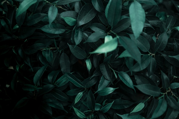 Background texture of natural leaves in dark green. Abstract background concept with natural lush leaves .