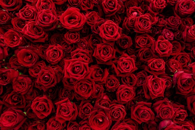 background texture of red blossom roses. red rose is meaning love and romantic