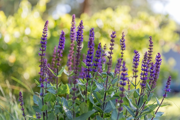 Background or Texture of Salvia nemorosa 'Caradonna' Balkan Clary in a Country Cottage Garden in a romantic rustic style. Latvia