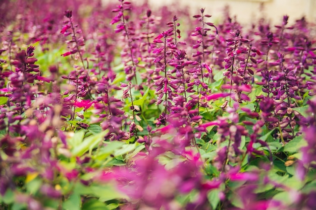 The background or texture of Salvia Sage Beautiful purple flowers on a flower bed in a botanical garden or in a park Medicinal plants Bright sunny day