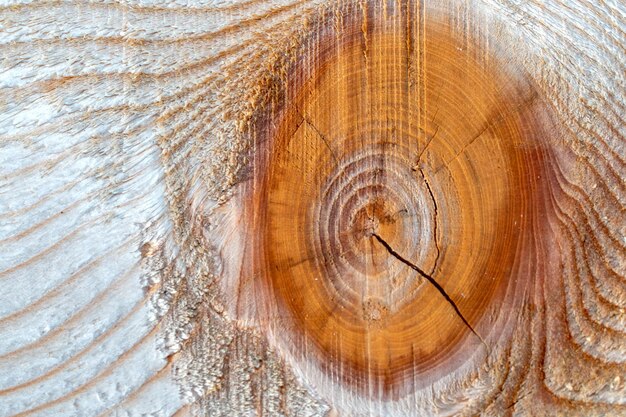 Background texture. The surface of the edged board with a knot on the cut. The texture of the tree.