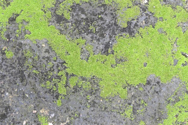 Photo background texture: the surface of old concrete slab covered with moss or algae